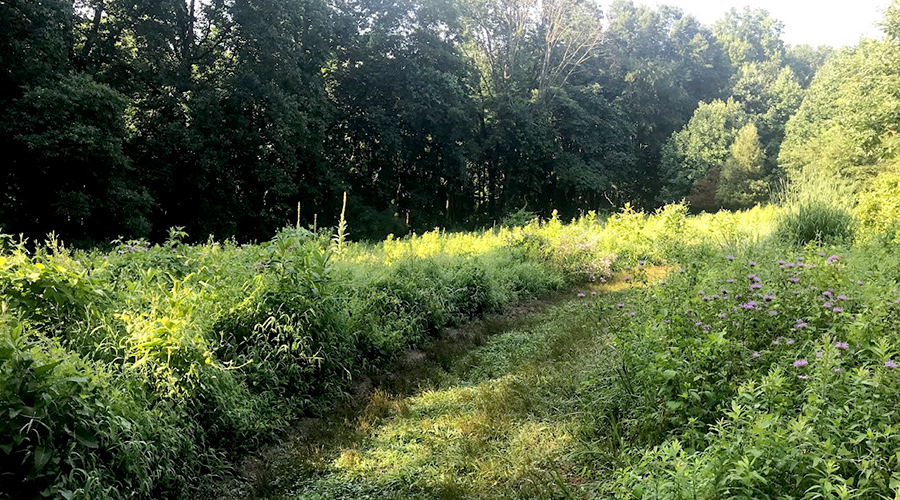 Photo of a meadow